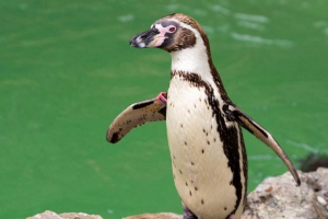 Gumboldt penguin: хабитат, животът на живота Gumboldt penguin: хабитат, животът на живота
